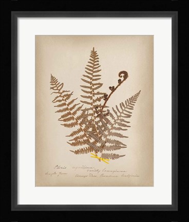 Framed Ferns in Book IV Print