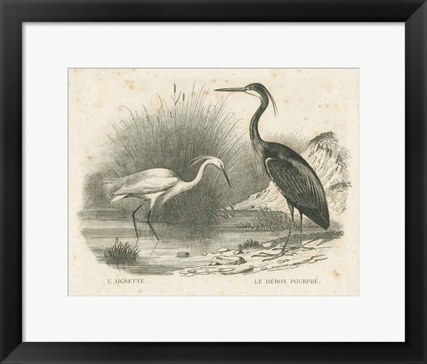 Framed French Birds II Print