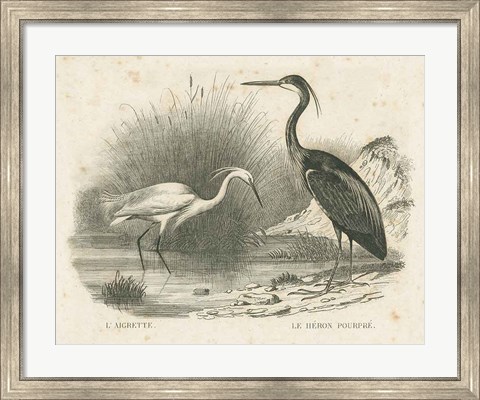 Framed French Birds II Print