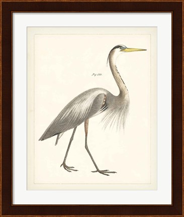 Framed Vintage Heron I Print