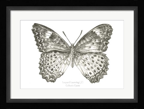 Framed Butterfly Sketch landscape I Print