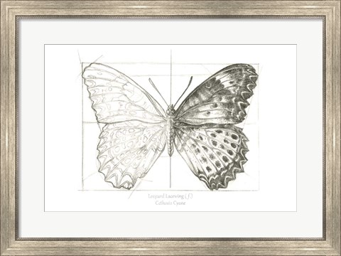 Framed Butterfly Sketch landscape II Print
