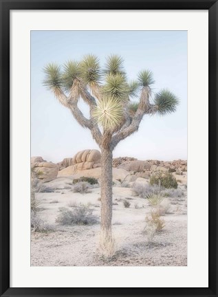 Framed Joshua Tree National Park II Print