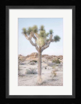 Framed Joshua Tree National Park II Print