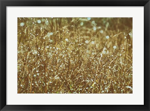 Framed Dew on Grasses Print