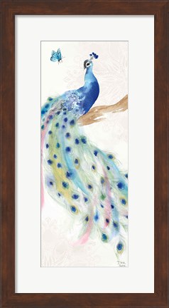 Framed Peacock Glory II Print