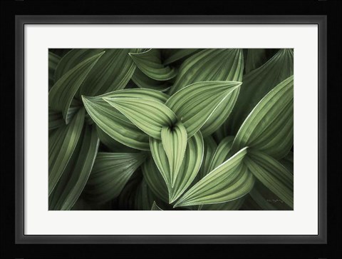 Framed Corn Lily II Print