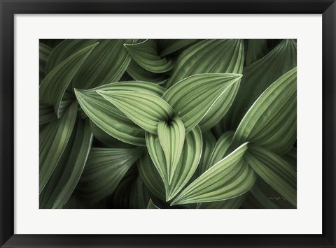 Framed Corn Lily II Print