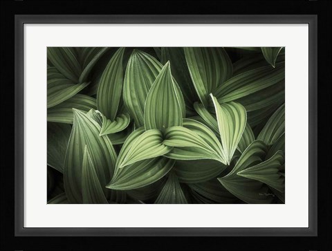 Framed Corn Lily I Print
