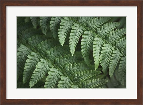 Framed Lady Ferns III Color Print