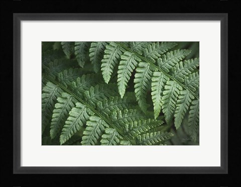 Framed Lady Ferns III Color Print