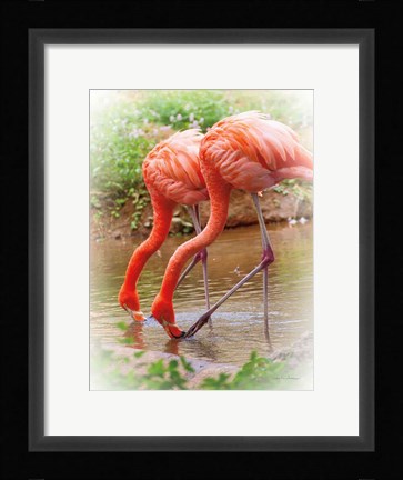 Framed Two Flamingos Print
