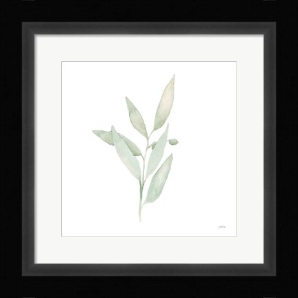 Framed Sage II Print