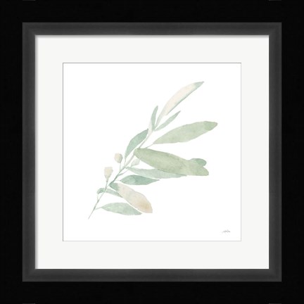 Framed Sage I Print
