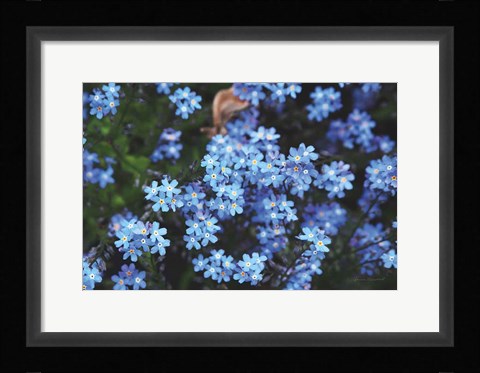 Framed Forget Me Nots III Print