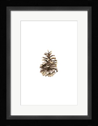 Framed Pine Cone II Print