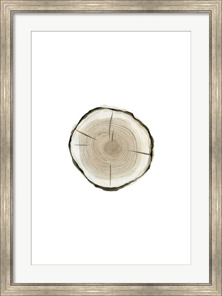Framed Tree Slice I Print