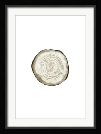 Framed Tree Slice II Print