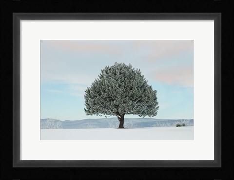 Framed Frosted Pine Print