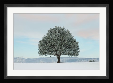 Framed Frosted Pine Print