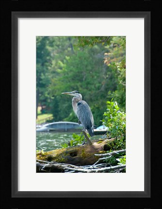 Framed Heron on Lake George Print