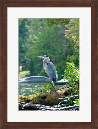 Framed Heron on Lake George Print