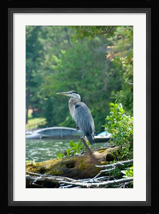 Framed Heron on Lake George Print