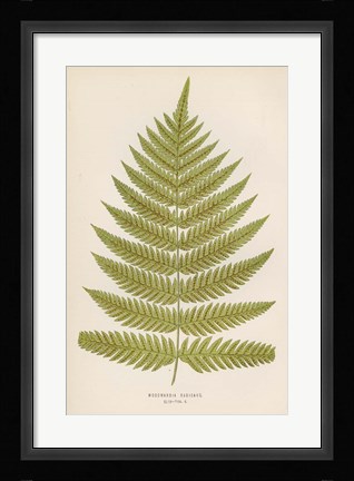 Framed Woodwardia Radicans Print