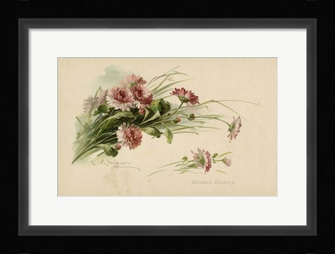 Framed Double Daisies Color Print