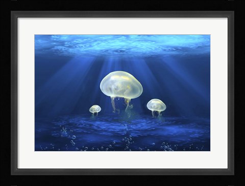 Framed Jelly Fish 2 Print