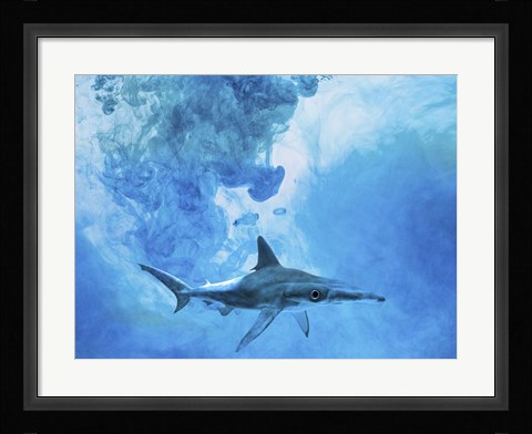 Framed Sea Life 1 Print