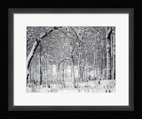 Framed Trees In Snow Print