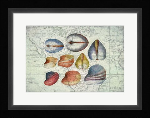 Framed Seashells on Map II Print