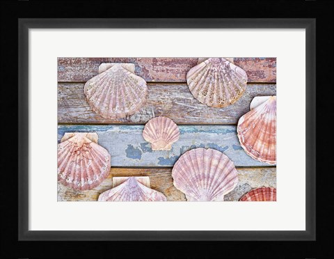Framed Pecten Shells on Planks Print