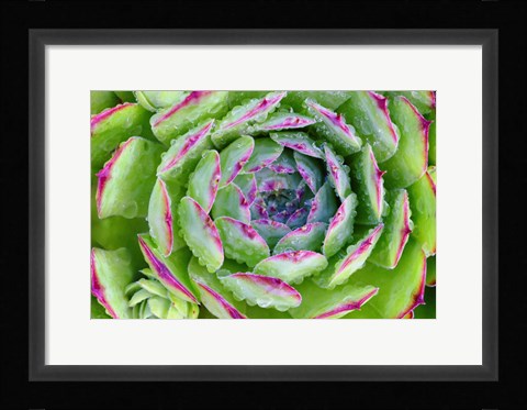 Framed Sempervivum Close Up Print
