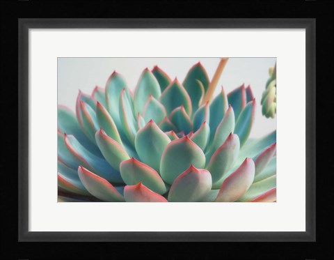 Framed Succulent Close Up II Print
