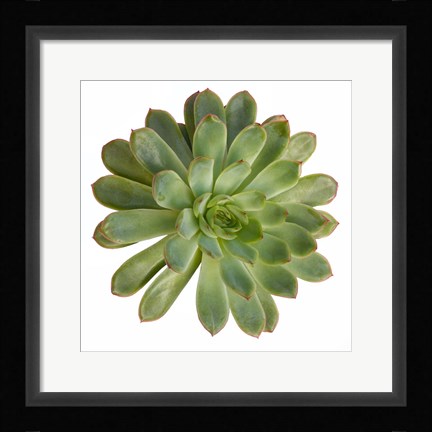 Framed Succulent Cut Out 5 Print