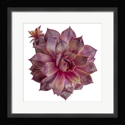 Framed Succulent Cut Out 6 Print