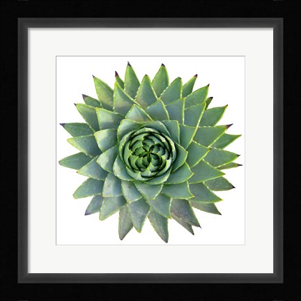 Framed Succulent Cut Out 9 Print