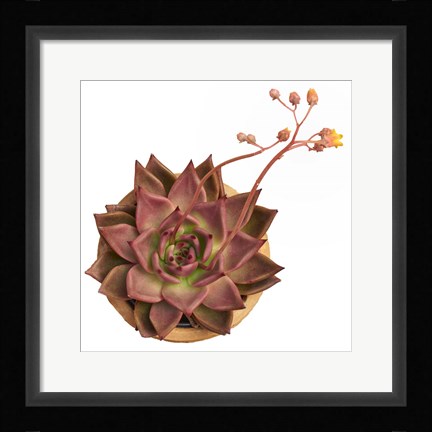 Framed Succulent Cut Out 11 Print