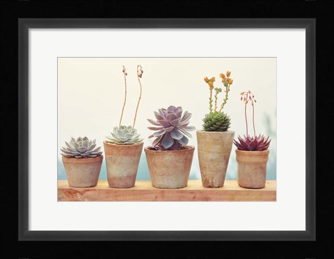 Framed Succulent Window I Print