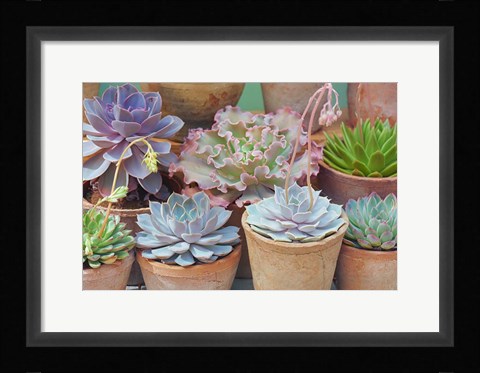 Framed Succulents in Terracotta Pots IV Print