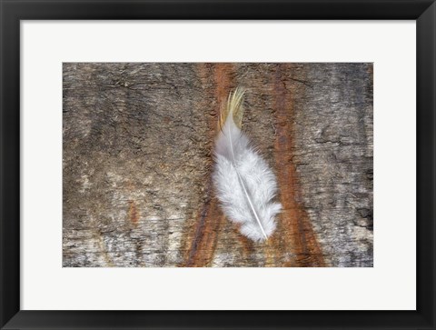 Framed Downy Feather Print