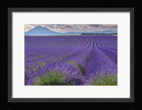 Framed Lavender Fields Provence Print