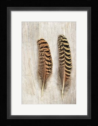 Framed Pheasant Feathers Print