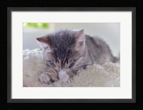 Framed Sleeping Kitten Print