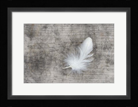 Framed White Feather Print