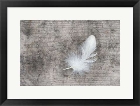 Framed White Feather Print