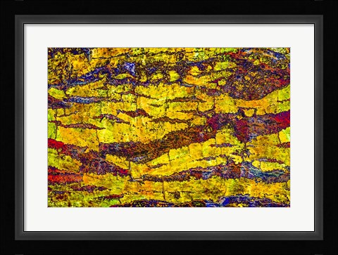 Framed Colorful Bark 1 Print