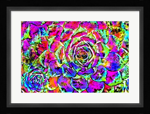 Framed Succulent Dressed in Rainbow Colors 27 Print